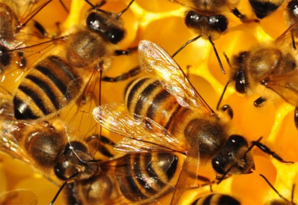 Obří žihadlo i živé včely jsou atrakce nové výstavy Východočeského muzea