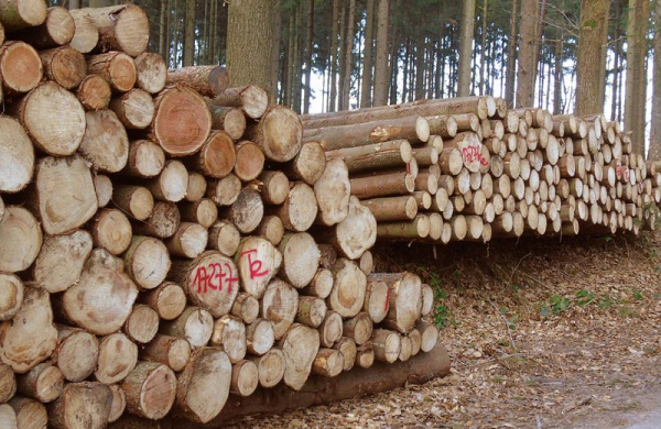 Za zanedbání ochrany lesa u Přelouče proti kůrovci padla pokuta 200 tisíc korun
