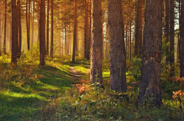 Lesy ČR svou nabídkou dřeva v aukcích oslovují drobné zpracovatele