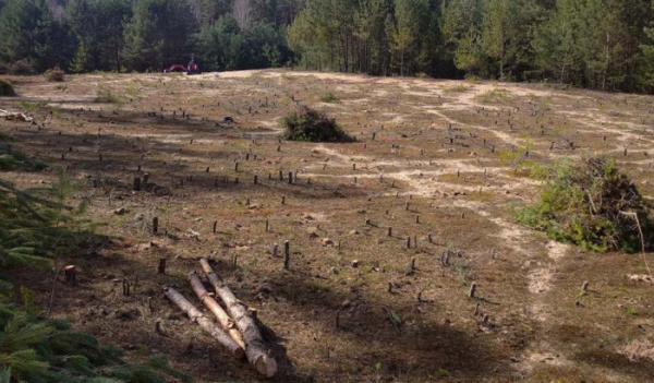 AOPK: V lesích u Semína zachraňujeme unikátní písečný přesyp